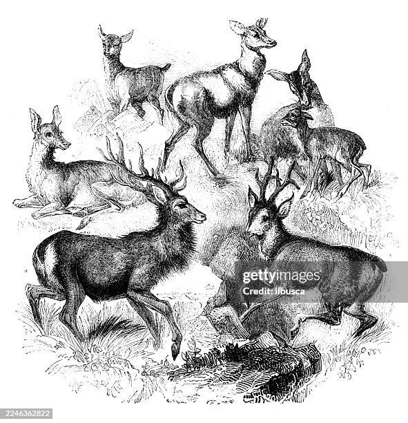 red deer, stag, roebuck - roebuck bay stock illustrations