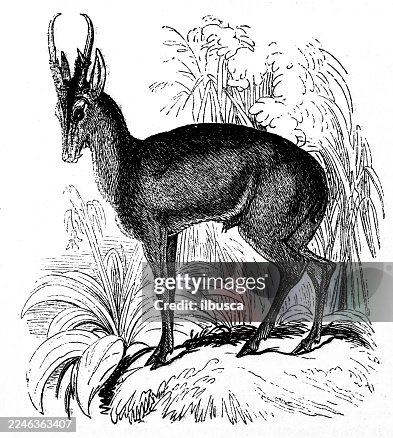 Muntjac Muntjac