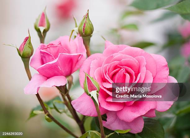 6,651 Maria Rose Stock Photos, High-Res Pictures, and Images
