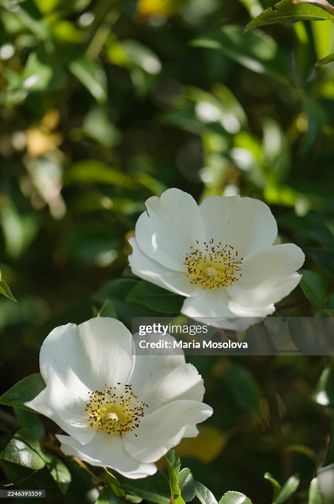 Rosa laevigata. Cherokee Rose