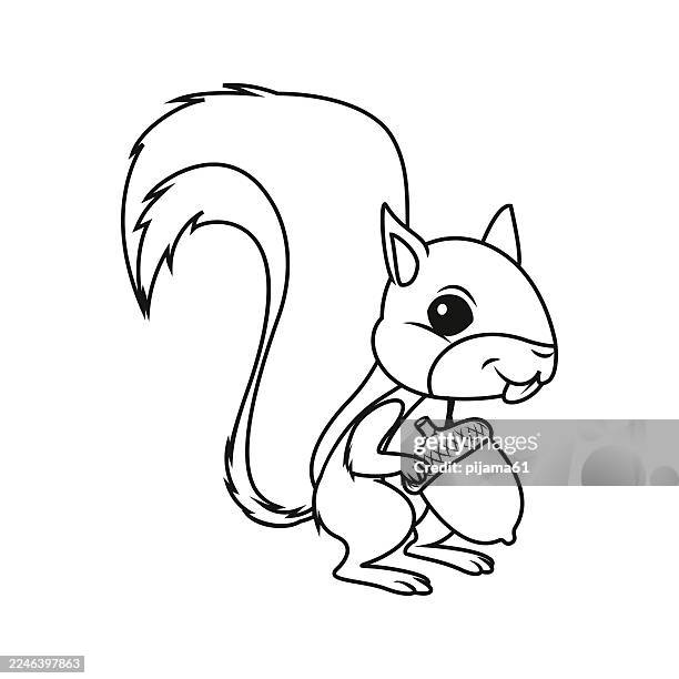 cartoon squirrel holding acorn. - squirrels stock illustrations