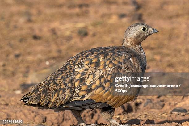 103 Black Curlew Stock Photos, High-Res Pictures, and Images