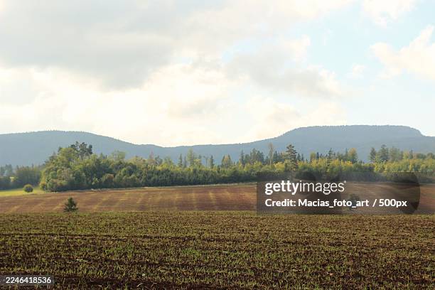 expansive agricultural field with young crops under a cloudy sky, bordered by a dense forest and distant mountains,poland,polska - plowed field stock pictures, royalty-free photos & images