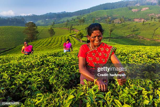 morning tea harvest — munnar, india - kerala stock pictures, royalty-free photos & images