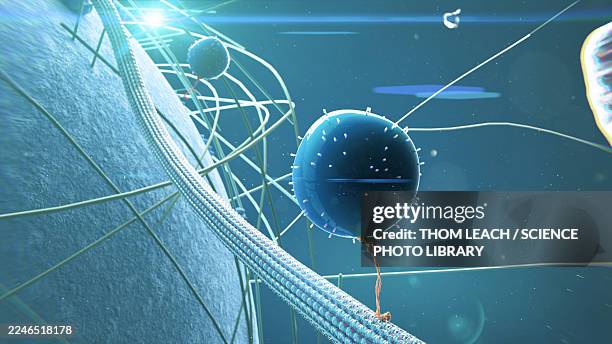 intracellular transport, illustration - tubule stock illustrations