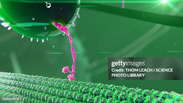 intracellular transport, illustration - tubule stock illustrations