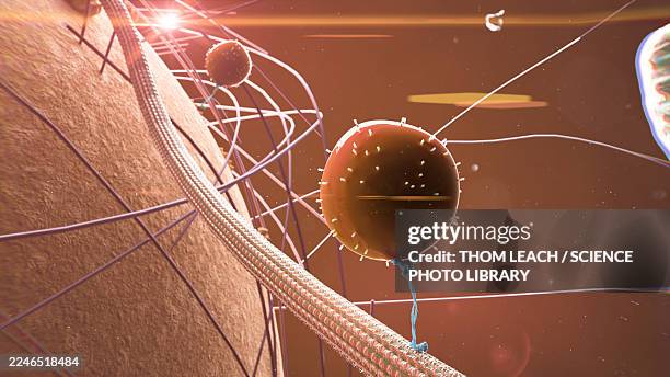 intracellular transport, illustration - tubule stock illustrations