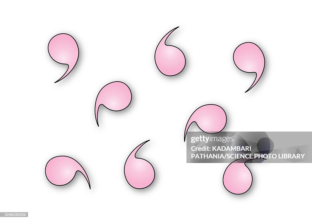 Vibrio bacteria, illustration