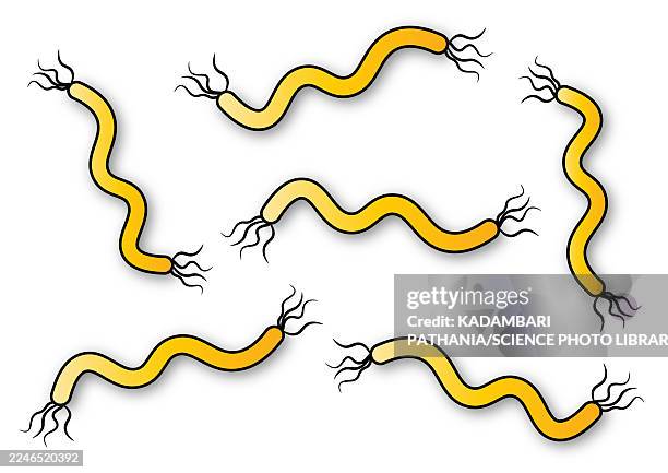 spirilla bacteria, illustration - spirillum stock illustrations