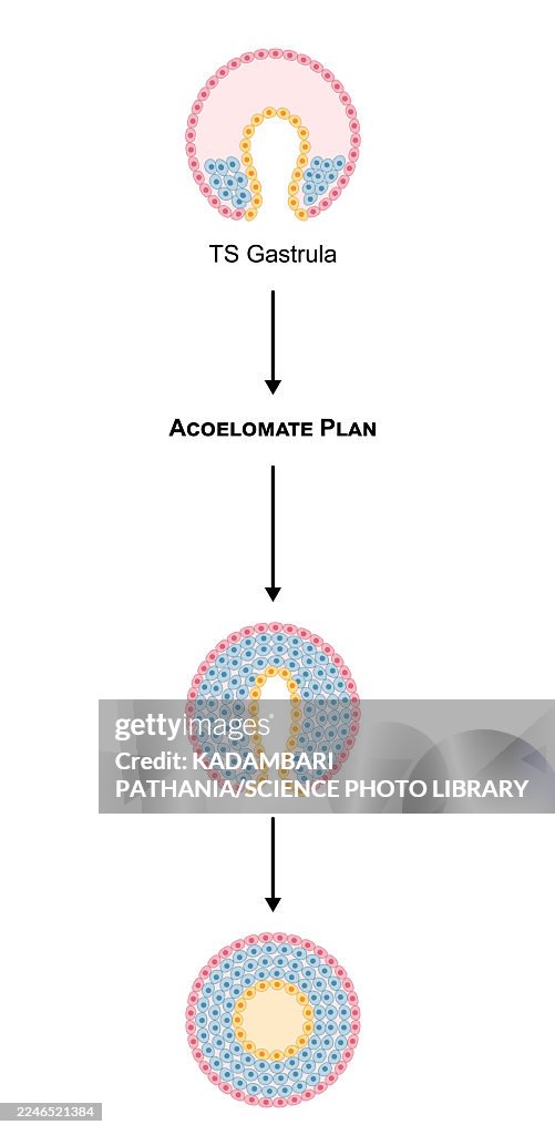 Development of an acoelomate body plan, illustration