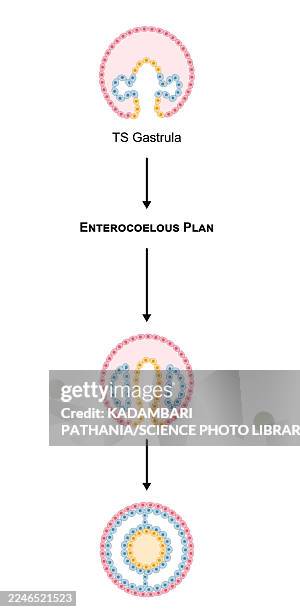 development of enterocoelomate gastrula, illustration - gastrula stock illustrations