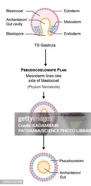 development of pseudocoelomate gastrula, illustration - gastrula stock illustrations