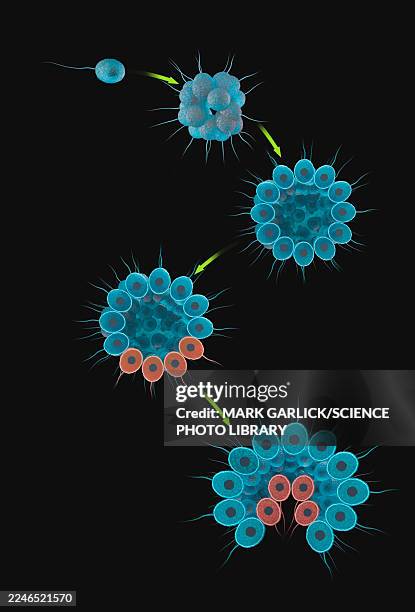 colonial flagellate hypothesis, illustration - aggregate stock illustrations
