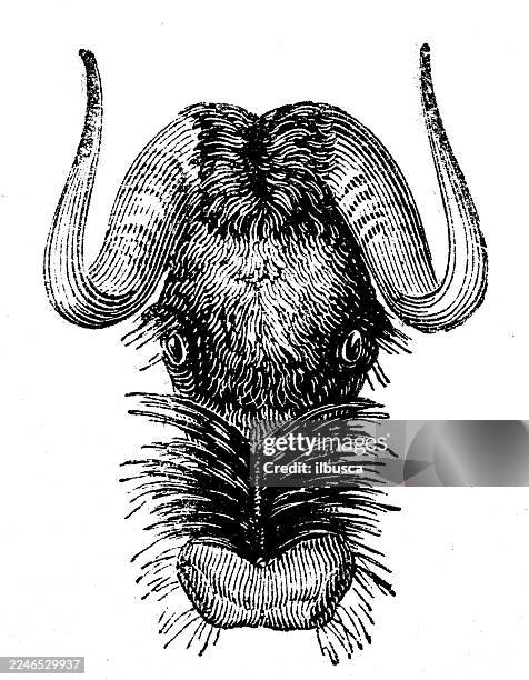 head of gnu wildebeest - wildebeest stock illustrations