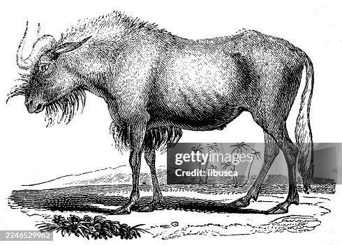 Gnu (wildebeest) Gnu (wildebeest)