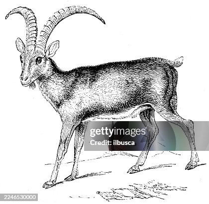 Ibex Ibex
