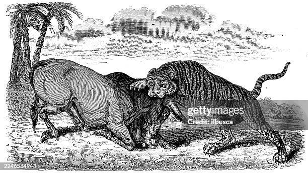 tiger attacking buffalo - tiger attacking stock illustrations