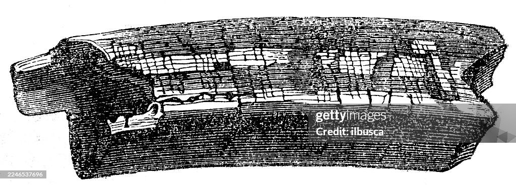 Tooth of Megatherium