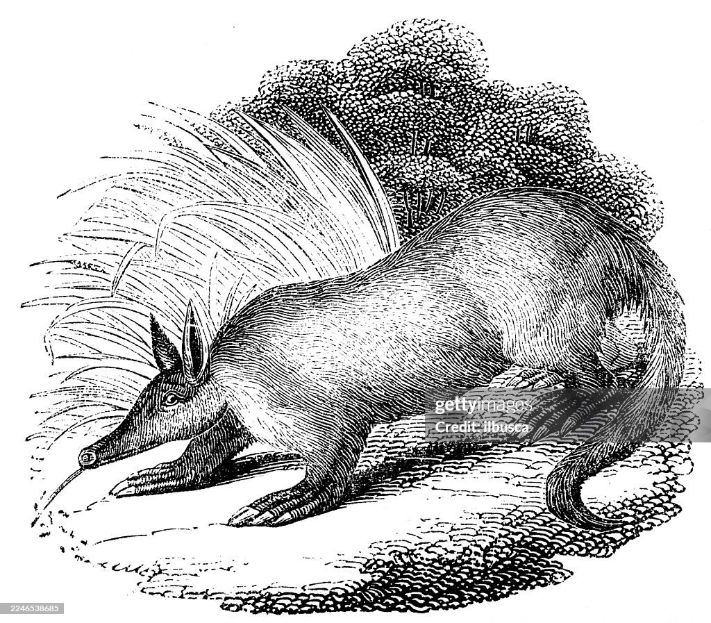 Aardvark