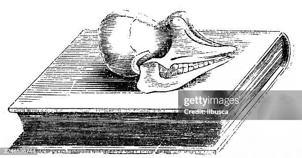 skull of pichiciago - armadillo stock illustrations