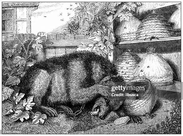 bear and bees - bear cub stock illustrations