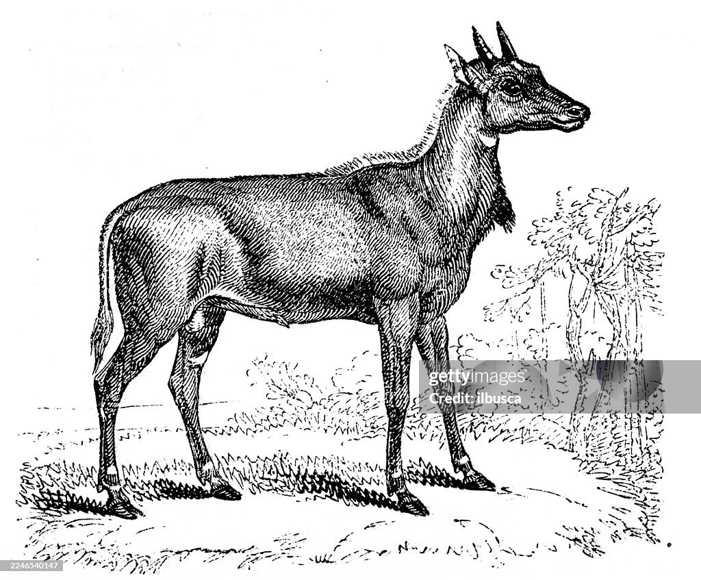 Nilgai