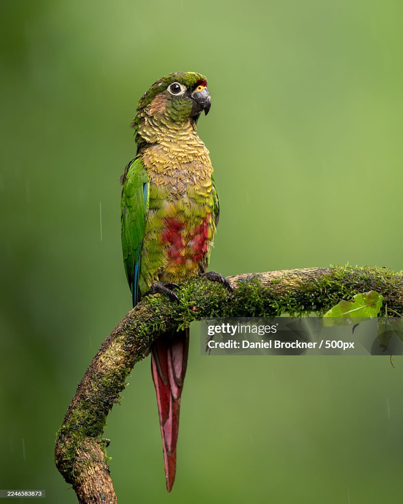 Close-up of a vibrant parrot perched on a mossy branch in a lush green rainforest during a light rain shower