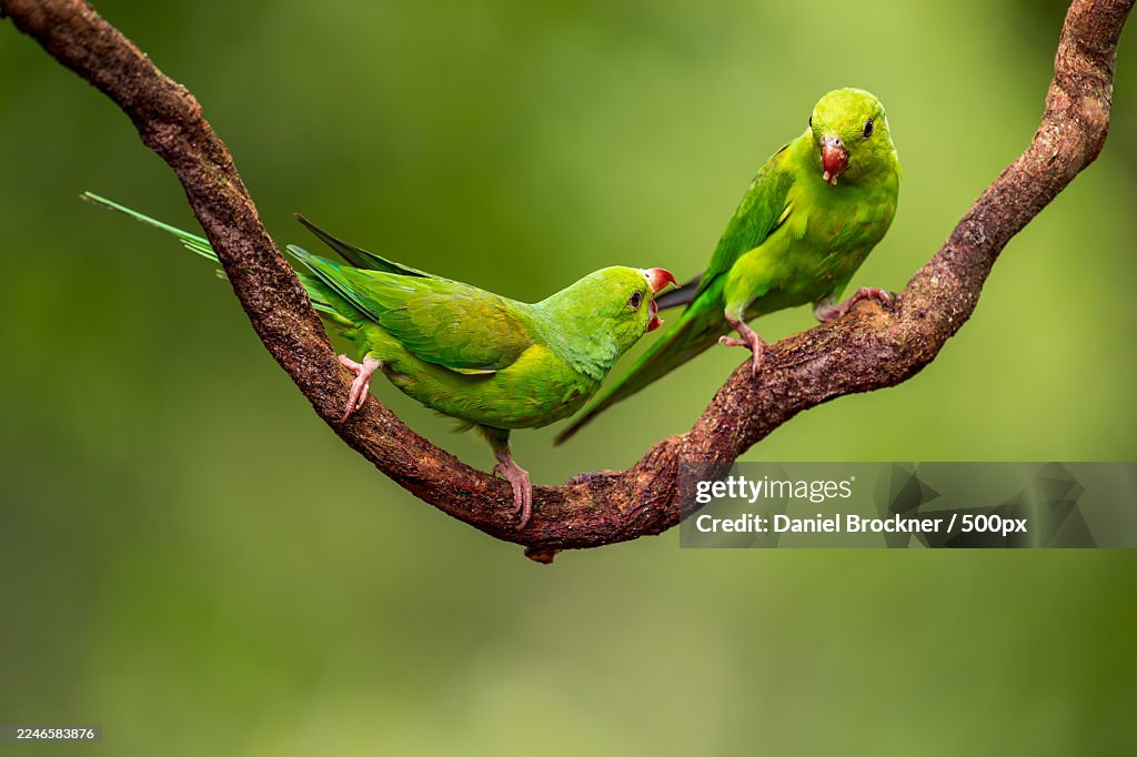 Two vibrant green parakeets perched on a gnarled tree branch with a soft green background