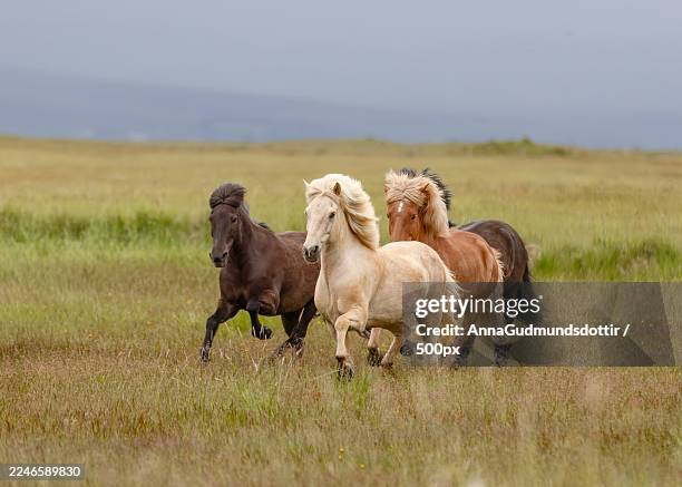 a group of wild horses galloping freely across a green grassy field under a cloudy sky - veulen stockfoto's en -beelden