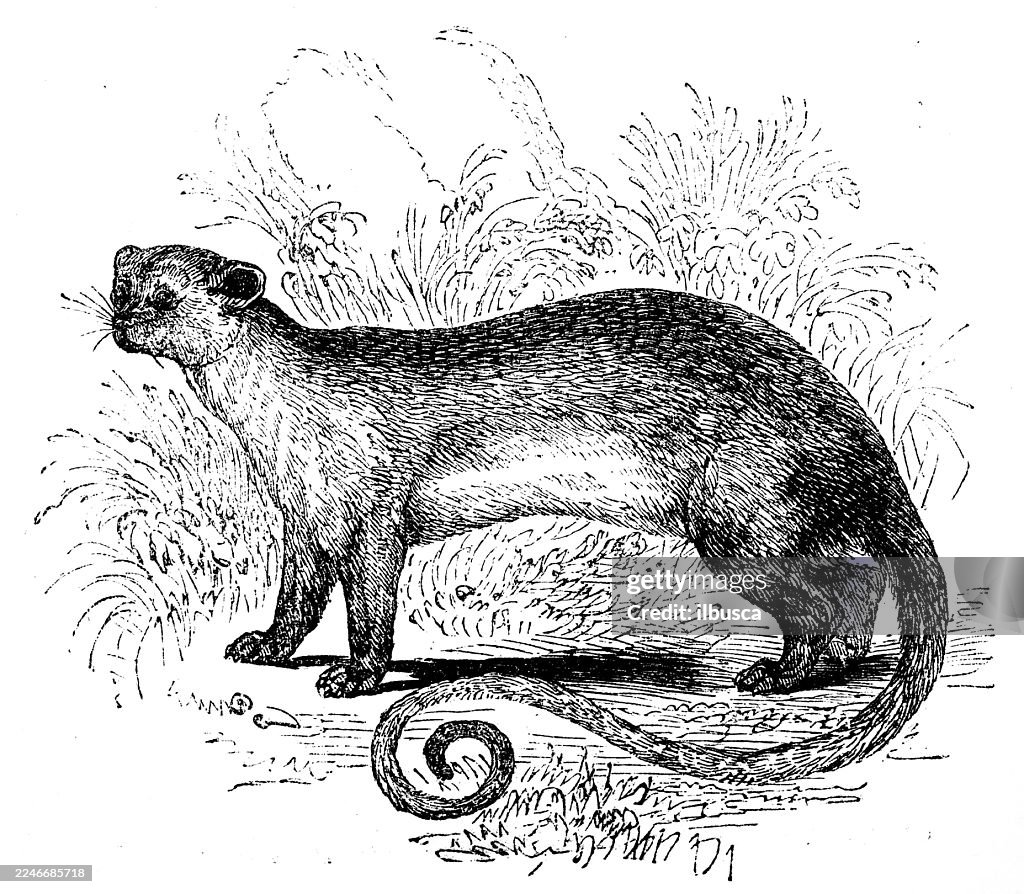 Kinkajou