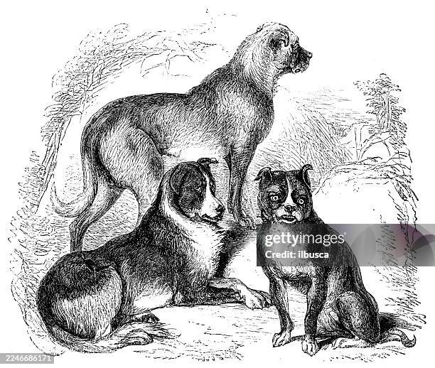 dogs - multiple dogs stock illustrations