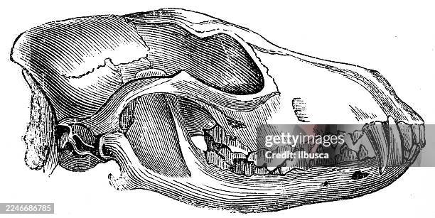 skull of jackal - animal skull stock illustrations