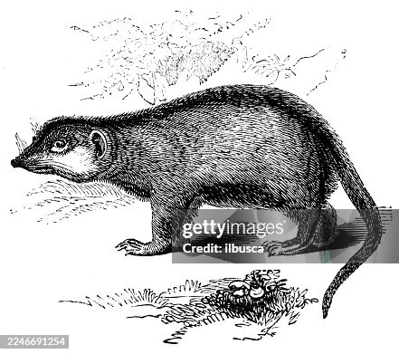 Suricate Suricate