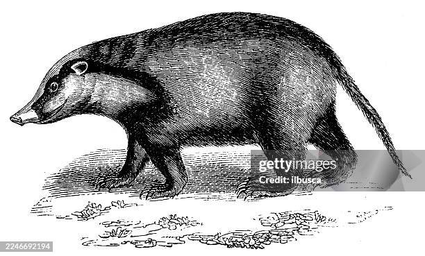 indian badger - badger stock illustrations