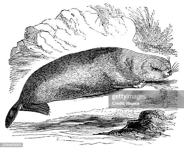 sea otter - sea otter stock illustrations