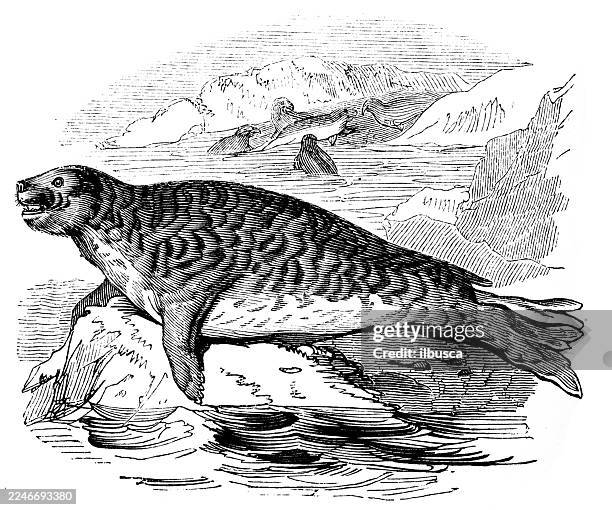elephant seal, female - elephant seal stock illustrations