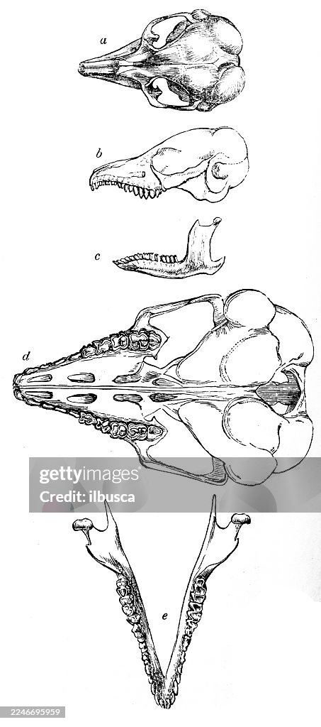 Skull of Cape Elephant Shrew