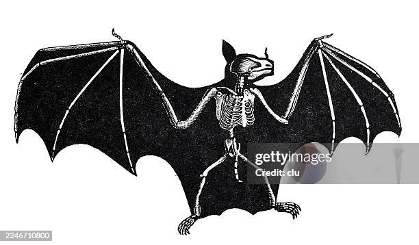 an anatomical study of a bat in full wingspan — revealing the elegant skeleton hidden inside its night-flying silhouette - bat animal stock illustrations