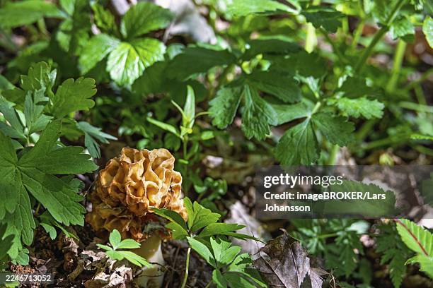 beautiful morel fungi (morchella conica) growing on the ground in a deciduous forest in early summer - morchella conica stock pictures, royalty-free photos & images