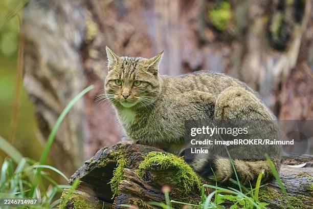 a cat sits alert on a mossy tree trunk in a natural environment, european wildcat (felis silvestris), summer, germany - europäische wildkatze stock-fotos und bilder