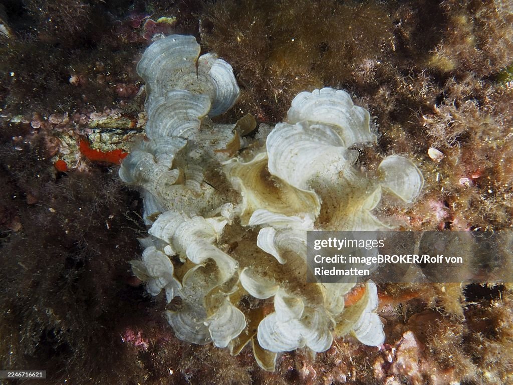 White funnel algae (Padina pavonica) surrounded by other algae and natural underwater life in the Mediterranean near Hyères, Giens peninsula diving site, Porquerolles, Provence, Côte d'Azur, France