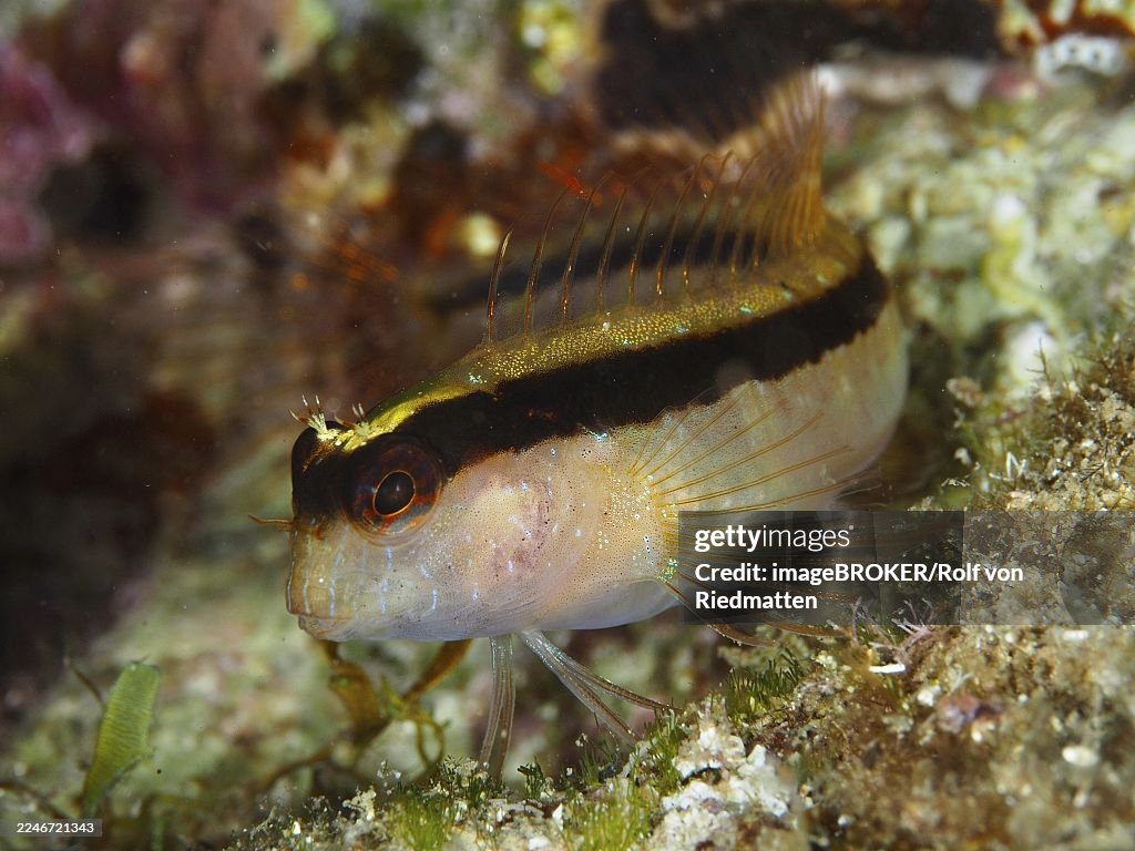 A small fish with vivid colors and details, longstriped hagfish (Parablennius rouxi), resting on an algae-covered seabed in the Mediterranean near Hyères, Giens Peninsula diving site, Porquerolles, Provence, Côte d'Azur, France