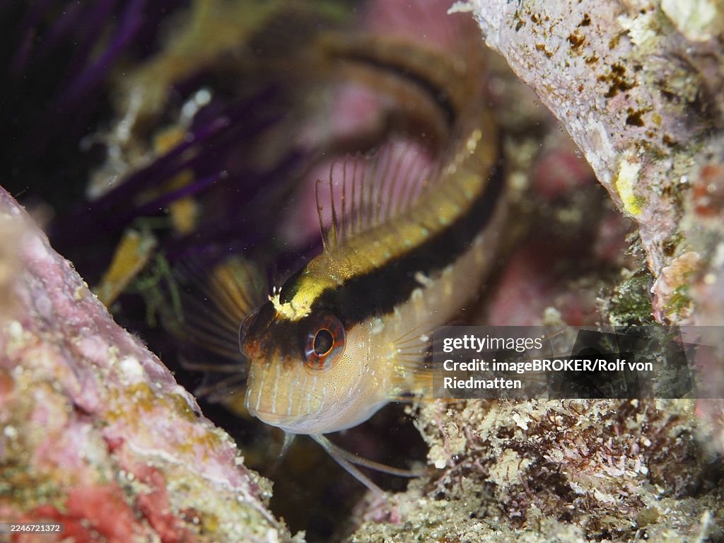 A detailed image of a small fish, longstriped hagfish (Parablennius rouxi), hidden among the colorful algae of a reef in the Mediterranean near Hyères, Giens Peninsula diving site, Porquerolles, Provence, Côte d'Azur, France