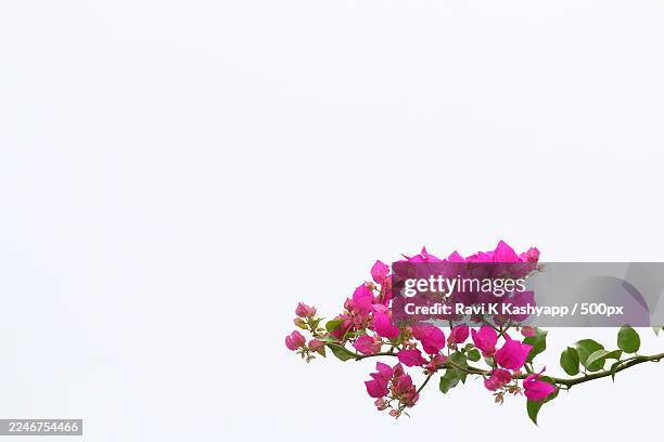 vibrant pink bougainvillea flowers against a clear sky - buganville foto e immagini stock