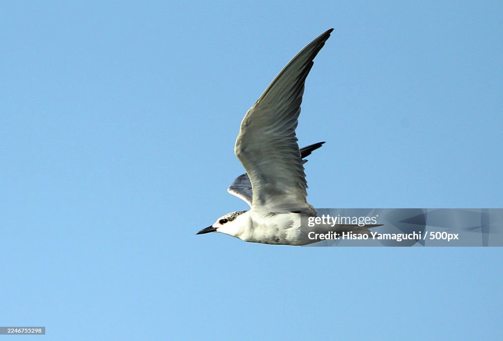 Graceful Flight of a White-Fronted Tern Against a Clear Blue Sky