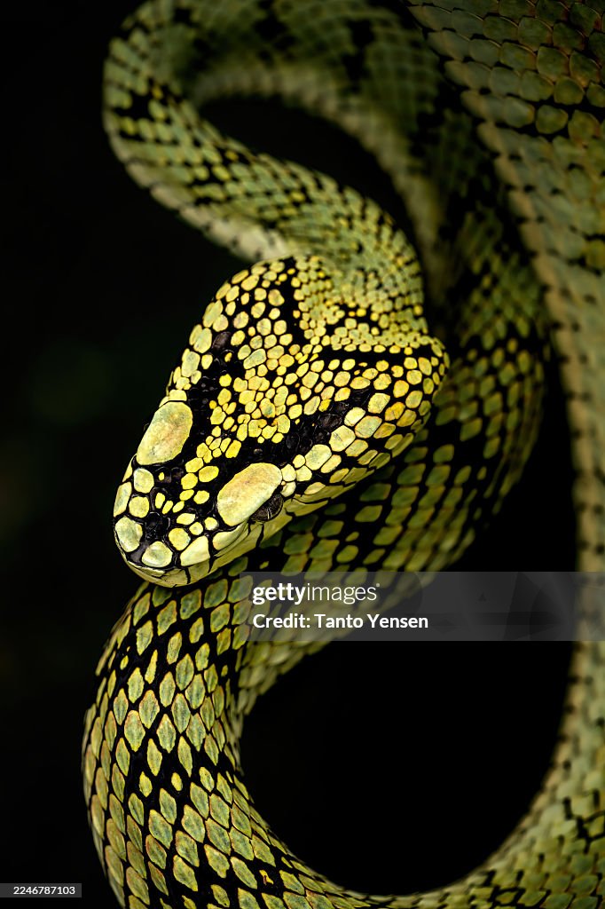 Sumatran pit viper