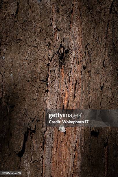 tree bark texture - holzstamm stock-fotos und bilder