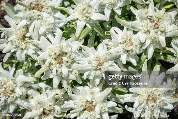 edelweiß - edelweiss stock pictures, royalty-free photos & images