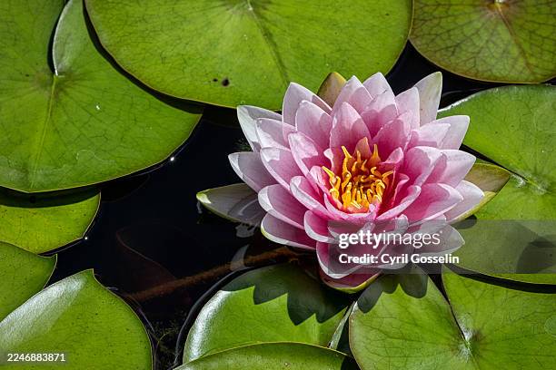 nymphaea marliacea - water lily stock pictures, royalty-free photos & images
