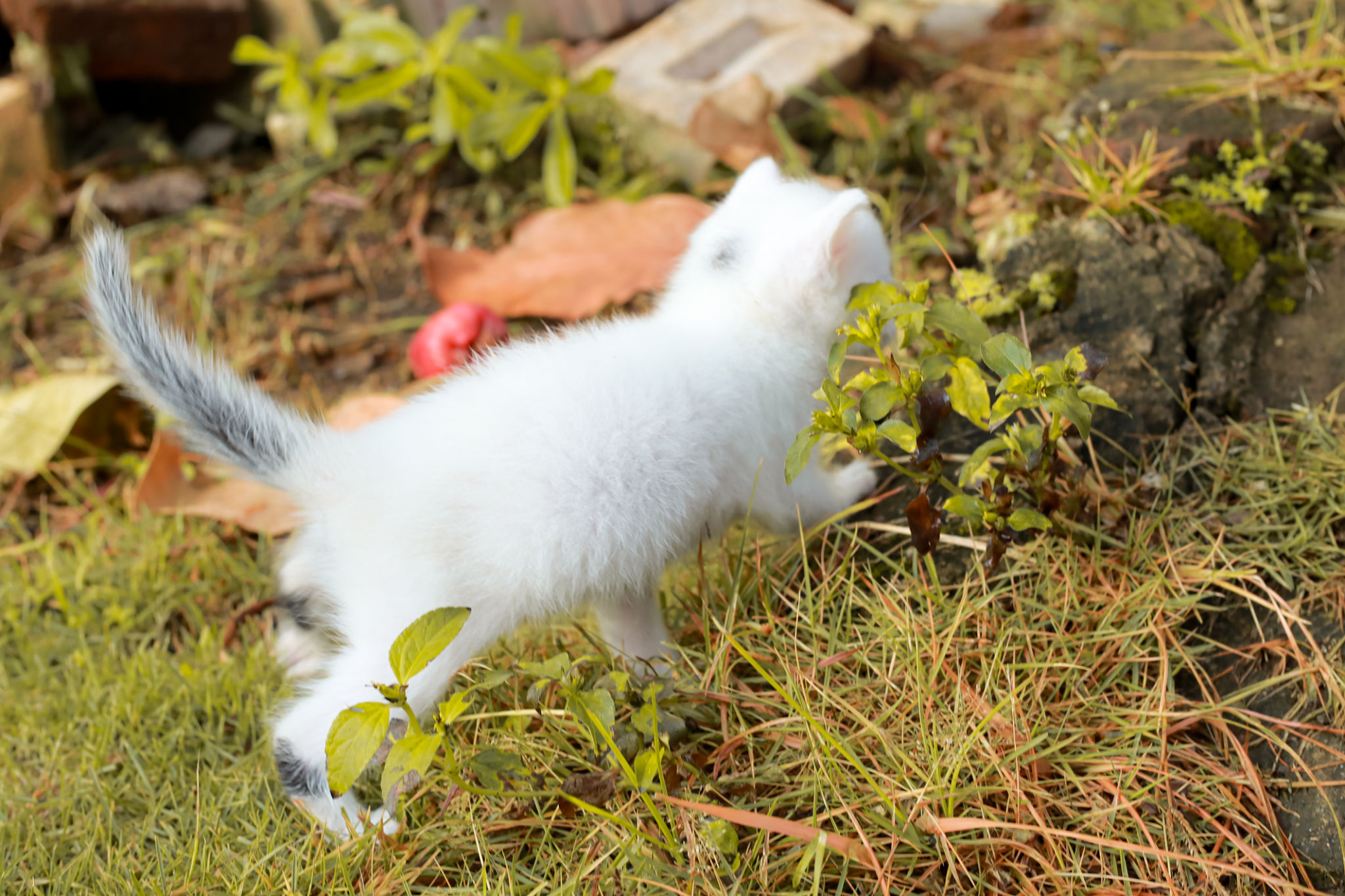 cat playing outside
